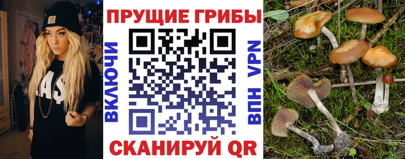 Галлюциногенные грибы Psilocybine cubensis  Ясный 